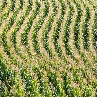 Milho transg�nico resiste a insetos e aumenta a produ��o