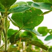 �rea plantada de soja em Mato Grosso sobe para 9,7 milh�es hectares com melhor produtividade