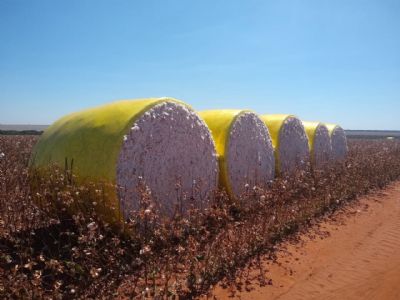 Pre�o do algod�o melhora 3,6% em Mato Grosso; ritmo do plantio est� abaixo da m�dia