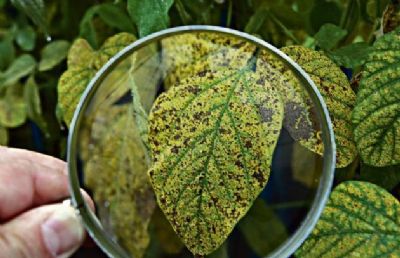 Manejo integrado � solu��o para controle de Ferrugem-asi�tica e DFC na soja no RS