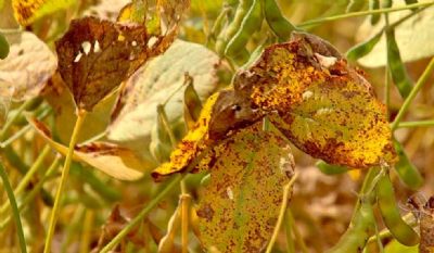 Ferrugem Asi�tica: Aumento expressivo de casos em fevereiro p�e sojicultores em alerta, ante eventuais perdas de potencial produtivo