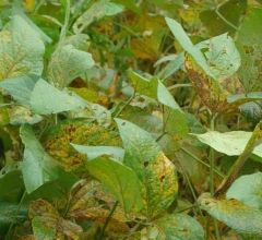 Aprosoja acompanha caso de ferrugem asi�tica em MT e tranquiliza produtores