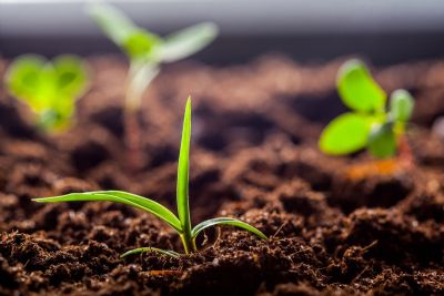 Bioestimulante 100% natural, com tecnologia �talo-japonesa, fomenta aumento de produtividade em v�rias culturas