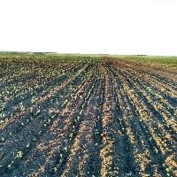 Termina no dia (24/07) o prazo para inscri��o no Bolsa Juventude Rural