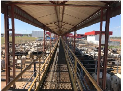 Em entrevista ao Rep�rter Agro, engenheira de alimentos JBS fala sobre bem estar animal