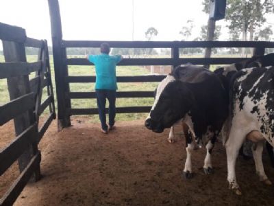 MT: revoltados com pre�o, produtores cortam entrega de leite aos latic�nios