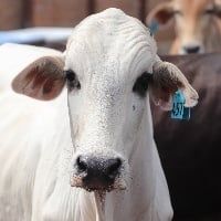 Boi gordo: n�vel de oferta de boiadas suficiente em S�o Paulo