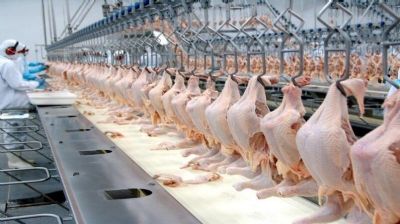 Exporta��es de carne de frango dos EUA aumentam menos de meio por cento em 12 meses