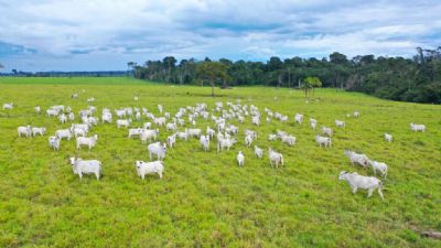 Com a estiagem em MT, Acrimat alerta pecuaristas sobre cuidados com a pastagem