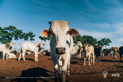 Confina Brasil 2023 identifica produ��o com responsabilidade ambiental