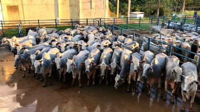 Boi: Frigor�ficos seguem fora das compras de animais e atentos as vendas de carne no atacado