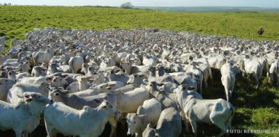 Produtor rural deve renovar autoriza��o de funcionamento gratuitamente