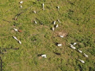 Fazendeiro � preso por criar gado em �reas embargadas