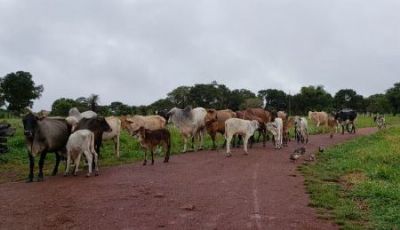 Produtor rural tem vacas leiteiras furtadas em ch�cara de Ribeir�o Cascalheira e pede por ajuda