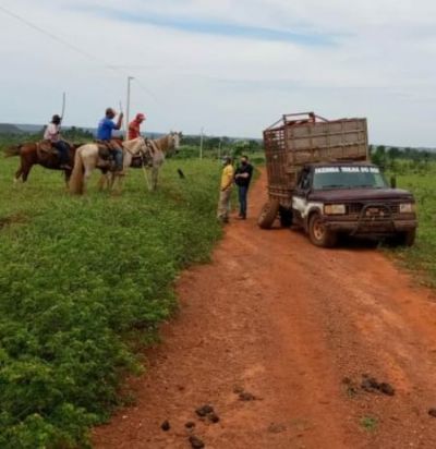 Gado furtado � recuperado e dois suspeitos s�o presos em flagrante pela Pol�cia Civil