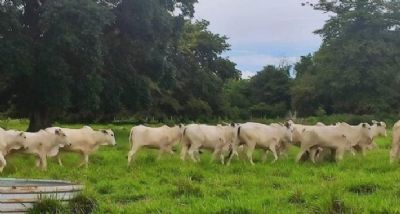 Animais Nelore t�m ganho de peso acima da m�dia durante a seca