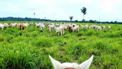 No nort�o mato-grossense, fazenda colhe resultados do uso intensivo da terra