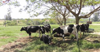 Dia D para produtores de leite do oeste de MT