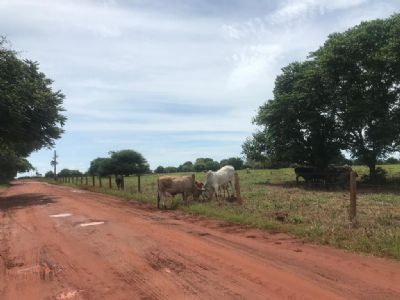 Confresa: Boi gordo segue com pre�os est�veis no mercado