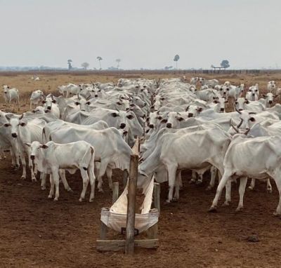 Falta de chuva causa morte de animais e afeta reposi��o em Mato Grosso