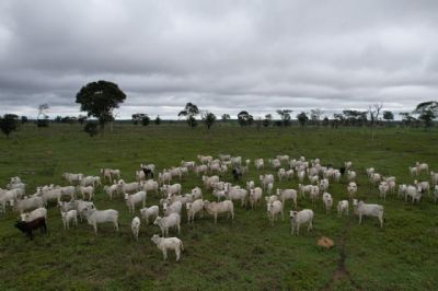 �ltimos dias para vacina��o contra brucelose em Mato Grosso