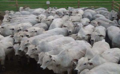 102 pessoas foram presas no ano passado pelos crimes de roubo e furto em Barra do Gar�as