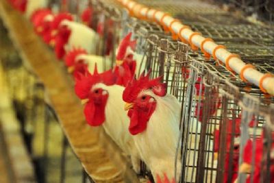 Em meio � gripe avi�ria, Holanda deve abater mais 300 mil galinhas