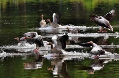Primeiro caso de gripe avi�ria fica a 100 km de maior produtora de ovos do Brasil