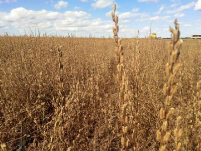 Mato Grosso: gergelim apresenta alta de 29% na margem l�quida