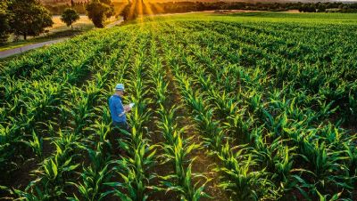 Monitoramento da Conab aponta milho segunda safra com amplo desenvolvimento