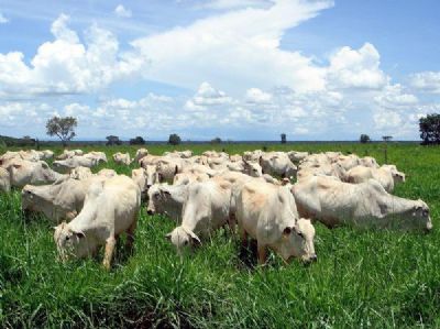 Boi gordo: boas condi��es de pastagens favorecem estrat�gia de reten��o