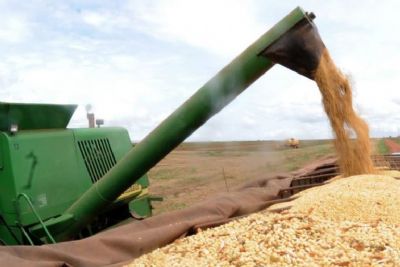 Soja cai mais de 3% em Chicago nesta ter�a-feira; confira as cota��es