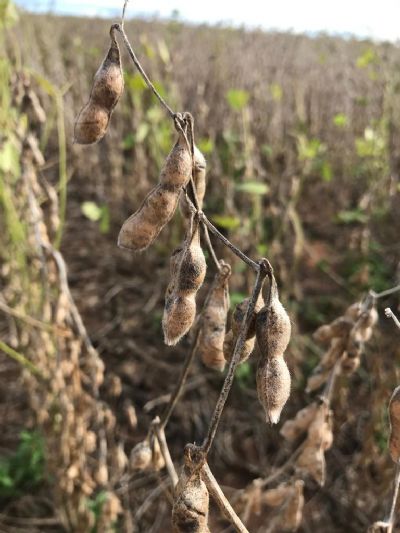 Mato Grosso bate recorde no volume de soja exportada no semestre