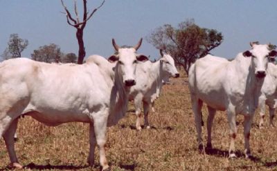 Pecuarista mato-grossense pode agregar maior valor ao produto