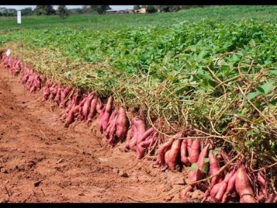 Tub�rculo se valoriza com restri��o da oferta