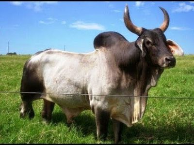 Guabi aborda import�ncia da suplementa��o de bovinos na ExpoZebu 2018