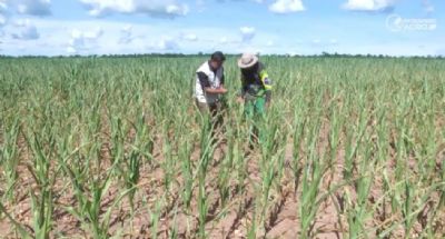 El Ni�o tamb�m castiga milho segunda safra em MT