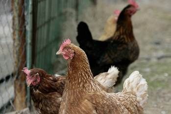 Equil�brio intestinal ajuda a manter o desempenho das aves e reduz a necessidade de antimicrobianos
