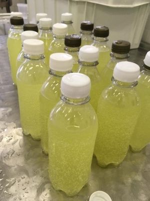 Pesquisadores mineiros desenvolvem 'kefirgerante' com descarte do leite