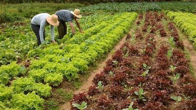 Governo de Confresa faz chamada p�blica para produtores do munic�pio fornecerem alimentos para merenda escolar