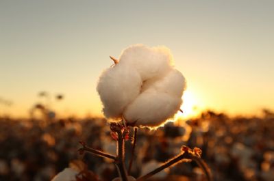 Senado celebra os 20 anos da Associa��o Brasileira dos Produtores de Algod�o