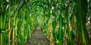 Milho come�a a semana caindo em Chicago com preocupa��es sobre o coronav�rus