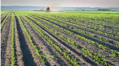 Milho: quarta-feira come�a com leves quedas para as cota��es em Chicago