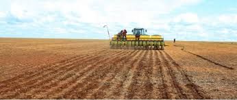63% do milho j� foi plantado no Mato Grosso segundo Imea