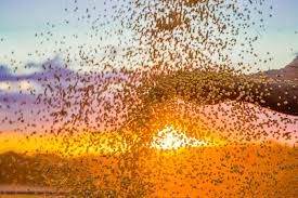 Desafiando a produtividade da Soja: 80 sacas por hectare.