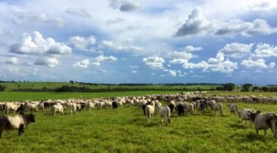 Fazenda de Serra Nova Dourada adapta sistema para aumentar o rebanho sem ampliar �rea