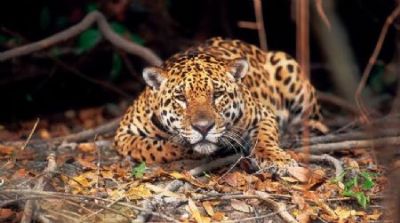 Produtor rural relata ataque de on�a pintada em fazenda no interior de Confresa; �Os cachorros me salvaram�