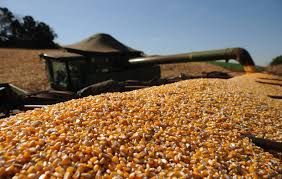 Milho realiza lucros na Bolsa de Chicago e trabalha com pequenas baixas nesta 4�