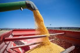 Milho acima de R$60 por saca em Campinas-SP