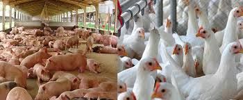 Custo de produ��o de frango e su�nos bate recorde